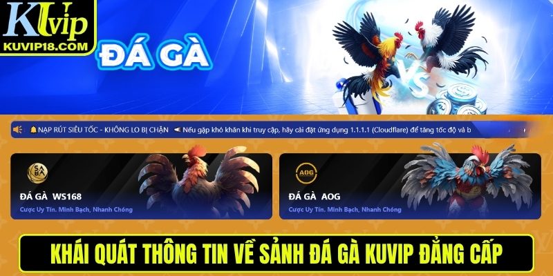 Khái quát về đá gà KUVIP