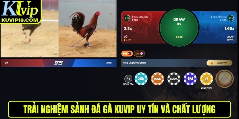 Trải nghiệm tại đá gà KUVIP