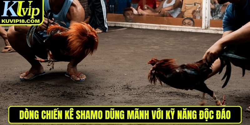 Dòng Shamo với kỹ năng độc đáo