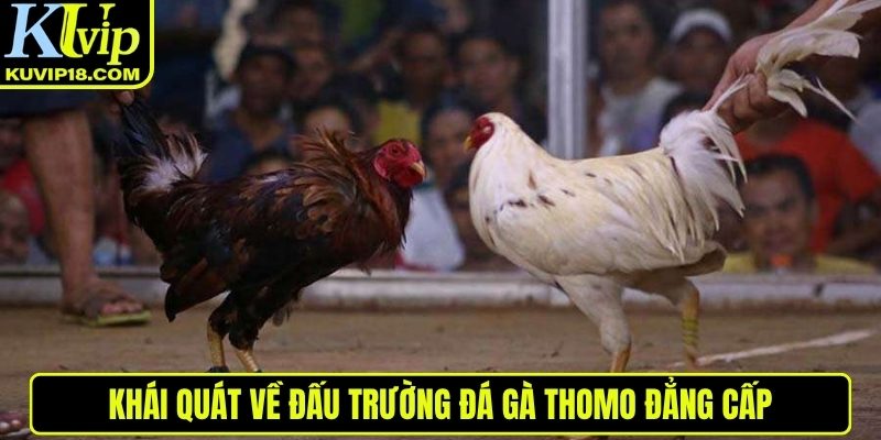 Khái quát về đá gà Thomo