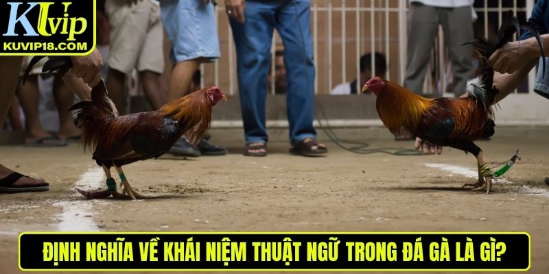 Thuật ngữ trong đá gà là gì