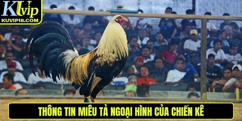 Thông tin miêu tả ngoại hình